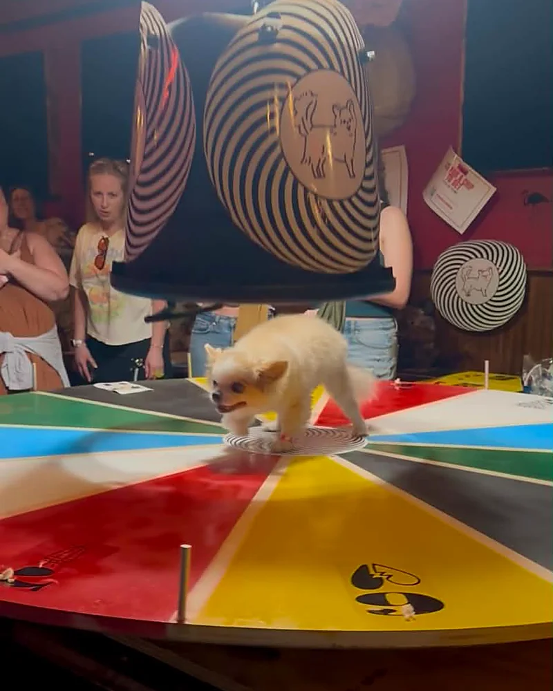 Snugs the chihuahua choosing a square on the Pup Roulette board