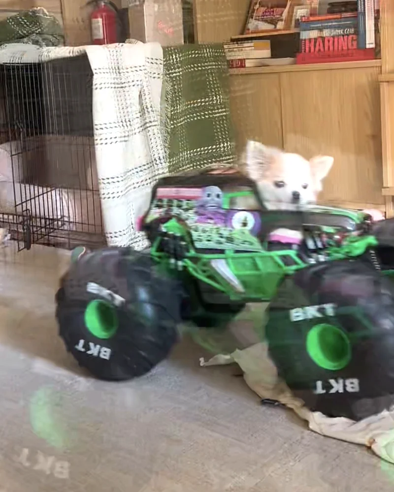 Snugs the chihuahua riding in a Grave Digger monster truck