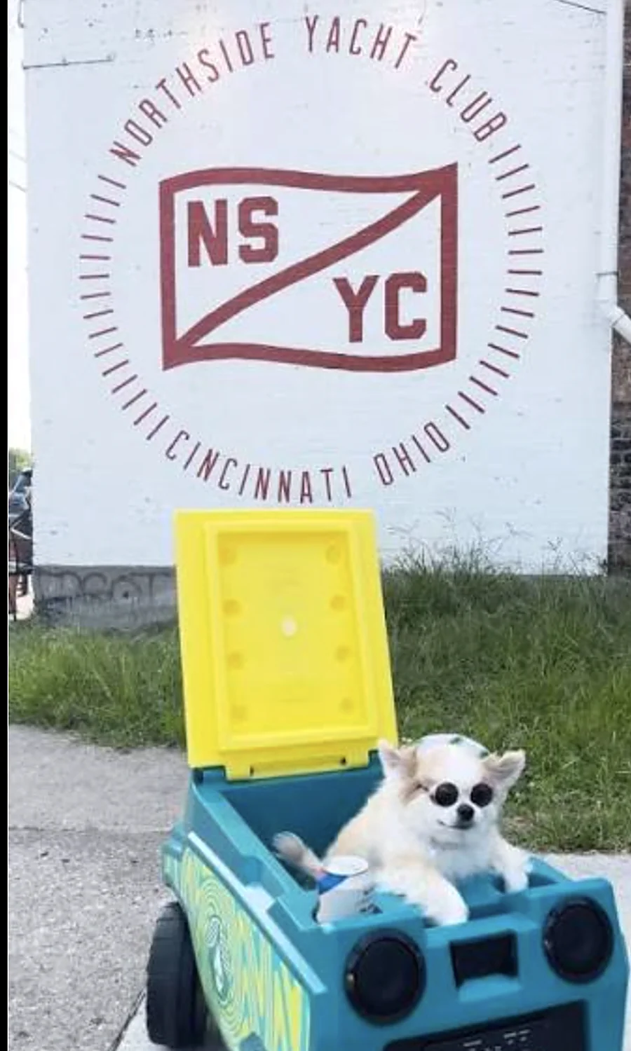 Snugs the chihuahua in sunglasses riding a boombox cooler cart in front of the Northside Yacht Club mural