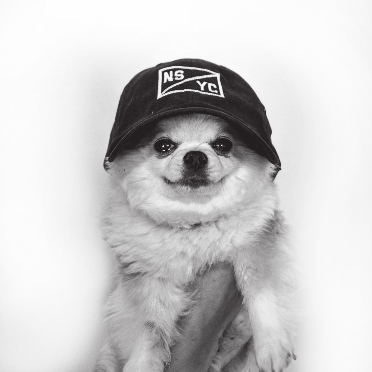Snugs Mackenzie — CityBeat Staff Pick: Best Unofficial Canine Bar Spokesman